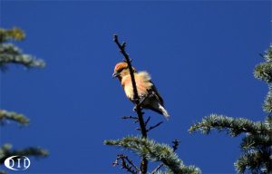 bec-croisé des sapins