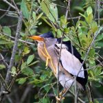 Blongios nain (Ixobrychus minutus) nicheur