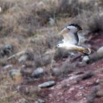 Buse variable (Buteo buteo) sédentaire