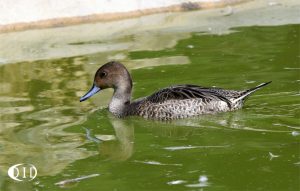 canard pilet femelle