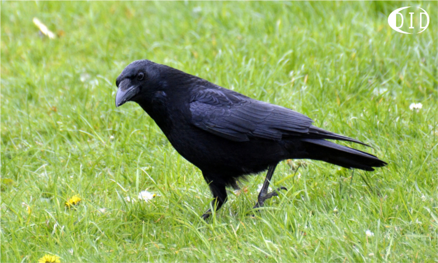 Corneille noire (Corvus corone) sédentaire