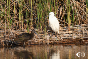 ibis falcinelle/aigrette garzette