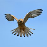 Faucon crécerellette femelle (Falco naumanni) de passage