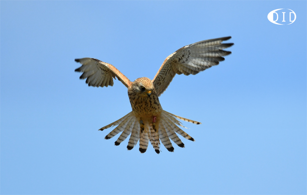 Faucon crécerellette femelle (Falco naumanni) de passage