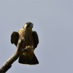 Faucon pèlerin juvénile (Falco peregrinus) hivernant