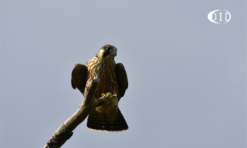 Faucon pèlerin juvénile (Falco peregrinus) hivernant