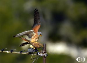 faucons crécerellettes