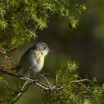 Fauvette passerinette femelle (Sylvia cantilans) nicheur