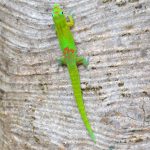 gecko poudre d'or