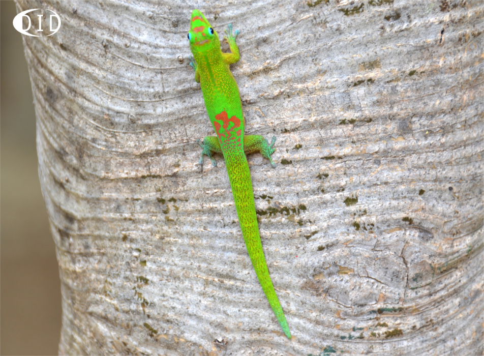 gecko poudre d'or