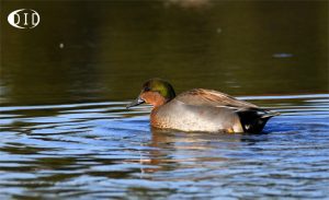 hybride de sarcelle d' hiver