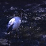 ibis à cou noir