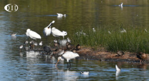 LeTeich (Gironde)