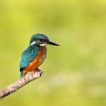 Martin pêcheur d’Europe (Alcedo atthis) sédentaire