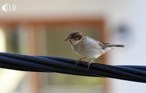 moineau cisalpin