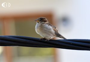 moineau cisalpin