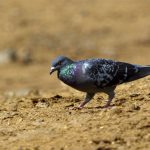 Pigeon biset (Columba livia) de passage