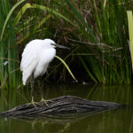 Aigrette garzette (Egretta garzetta) sédentaire Aigrette garzette (Egretta garzetta) sédentaire