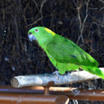 amazone à nuque jaune