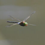 anax napolitain anax napolitain