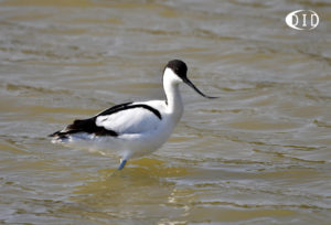 avocette élégante