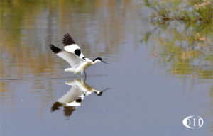 avocette élégante