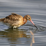 Barge à queue noire (Limosa limosa) de passage Barge à queue noire (Limosa limosa) de passage