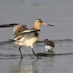 Barge rousse (Limosa lapponica) de passage Barge rousse (Limosa lapponica) de passage