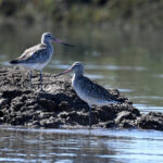 Barges rousses (Limosa lapponica) de passage Barges rousses (Limosa lapponica) de passage