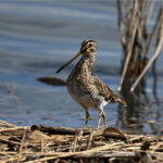 Bécassine des marais (Gallinago gallinago) de passage Bécassine des marais (Gallinago gallinago) de passage