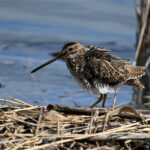 Bécassine des marais (Gallinago gallinago) de passage Bécassine des marais (Gallinago gallinago) de passage