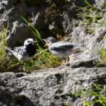 Bergeronnettes grises (Motacilla alba) sédentaires