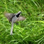 Bergeronnette grise (Motacilla alba) sédentaire