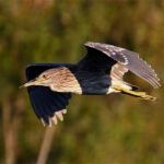 Bihoreau gris juvénile (Nycticorax nycticorax) nicheur