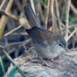 Bouscarle de Cetti (Cettia cetti) sédentaire