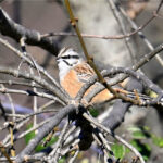 Bruant fou (Emberiza cia) hivernant
