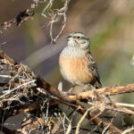 Bruant fou femelle (Emberiza cia) hivernant