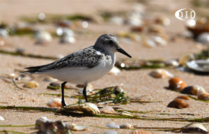 bécasseau sanderling