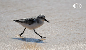 bécasseau sanderling