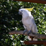 cacatoès à huppe jaune