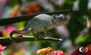 caméléon de l'Algarve