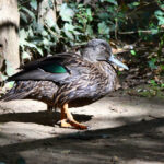 canard de Meller canard de Meller