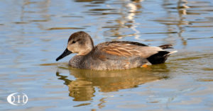 canard chipeau