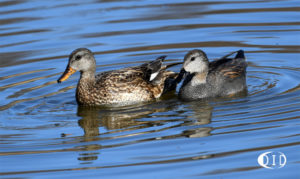 canards chipeaux