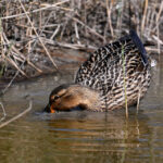 Canard colvert femelle (Anas platyrhynchos) sédentaire