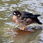 canard à lunettes