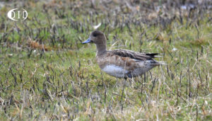 canard siffleur femelle