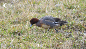 canard siffleur