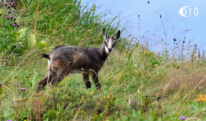 chamois de l'année