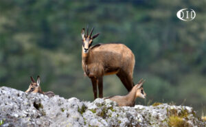 chamois du Cantal